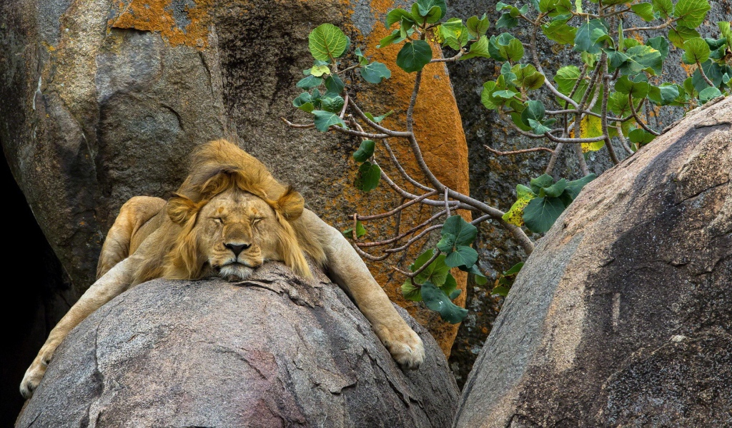 Лев сладко спит на камне в зоопарке