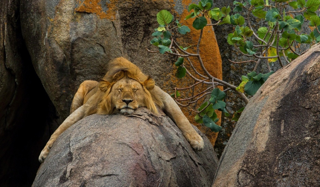 Лев безмятежно спит на камне