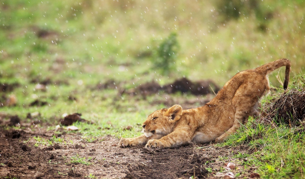 Львенок стоит под дождем
