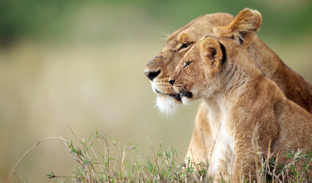 Львица и львёнок наблюдают за зеброй