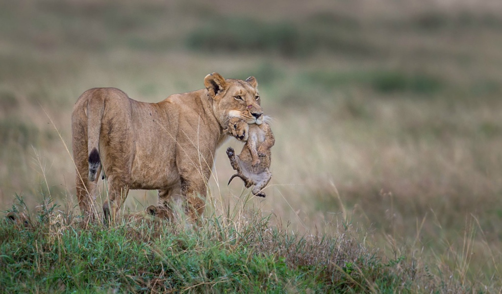 Львица держит детеныша в зубах