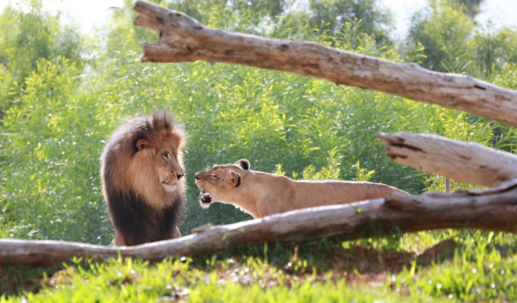 Львица рычит на льва