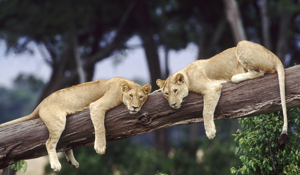 Львицы отдыхают на стволе дерева