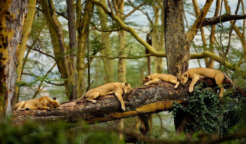 Львы отдыхают на дереве в джунглях
