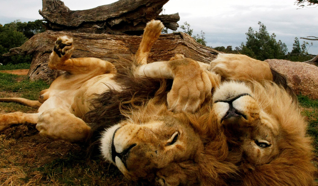 Львы отдыхают на спине