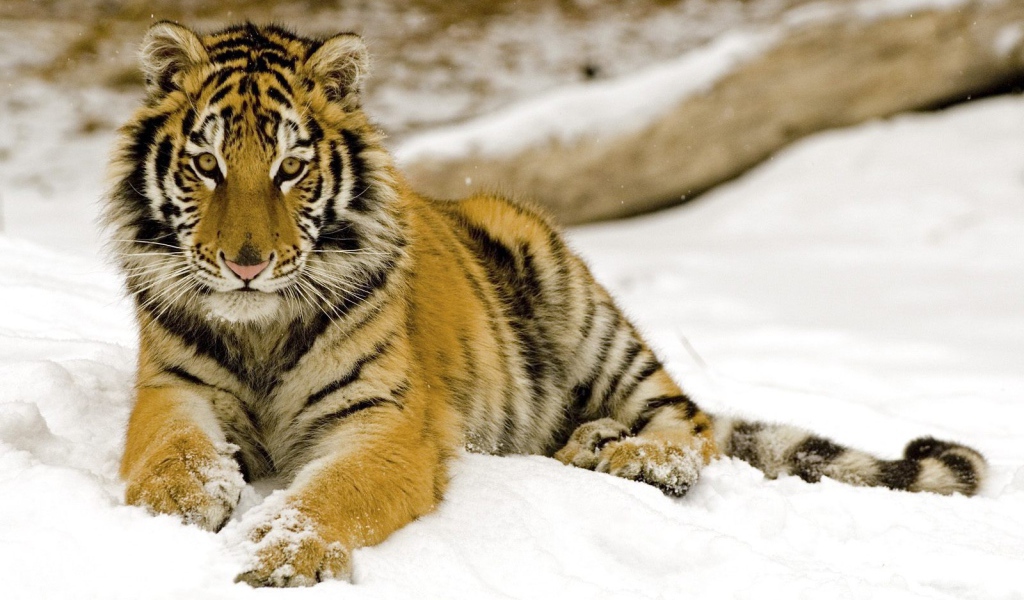 Маленький тигренок на снегу