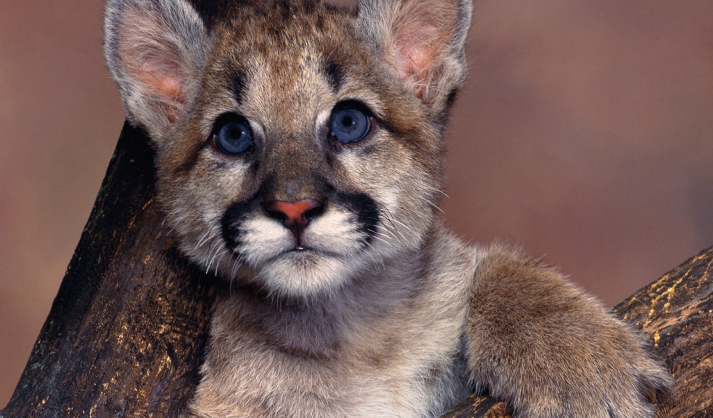 Маленький детеныш пумы