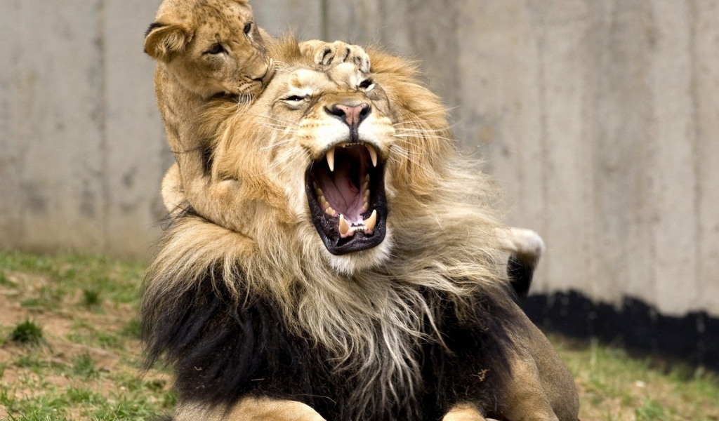Маленький львенок укусил отца за ухо