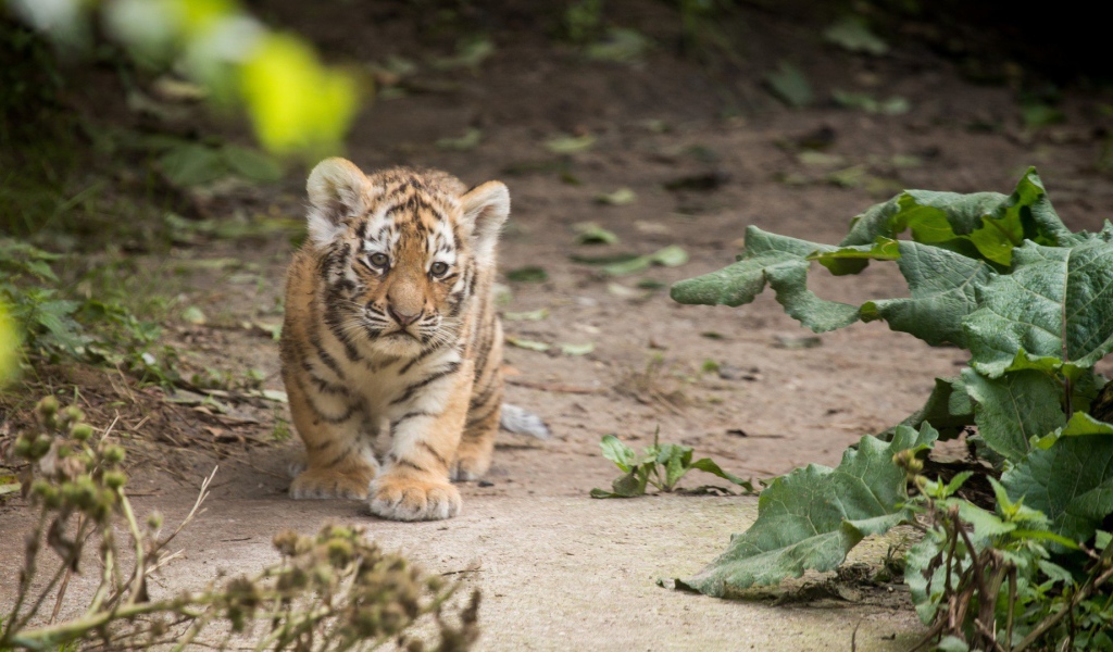 Маленький оранжевый тигренок