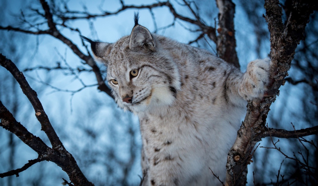 Рысь взбирается на дерево