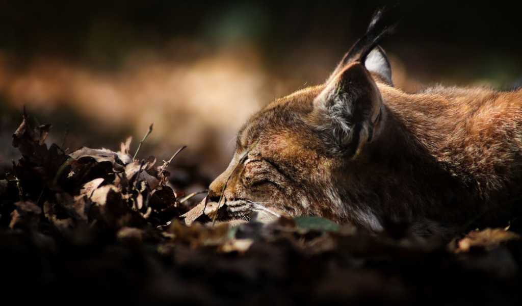 Рысь сидит в засаде