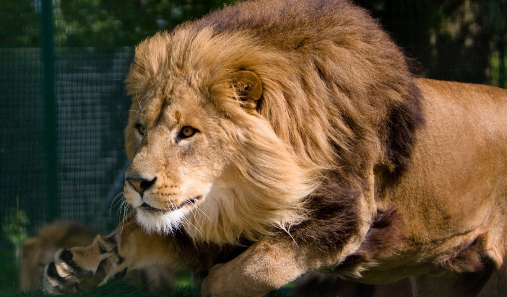 Гривастый лев в прыжке