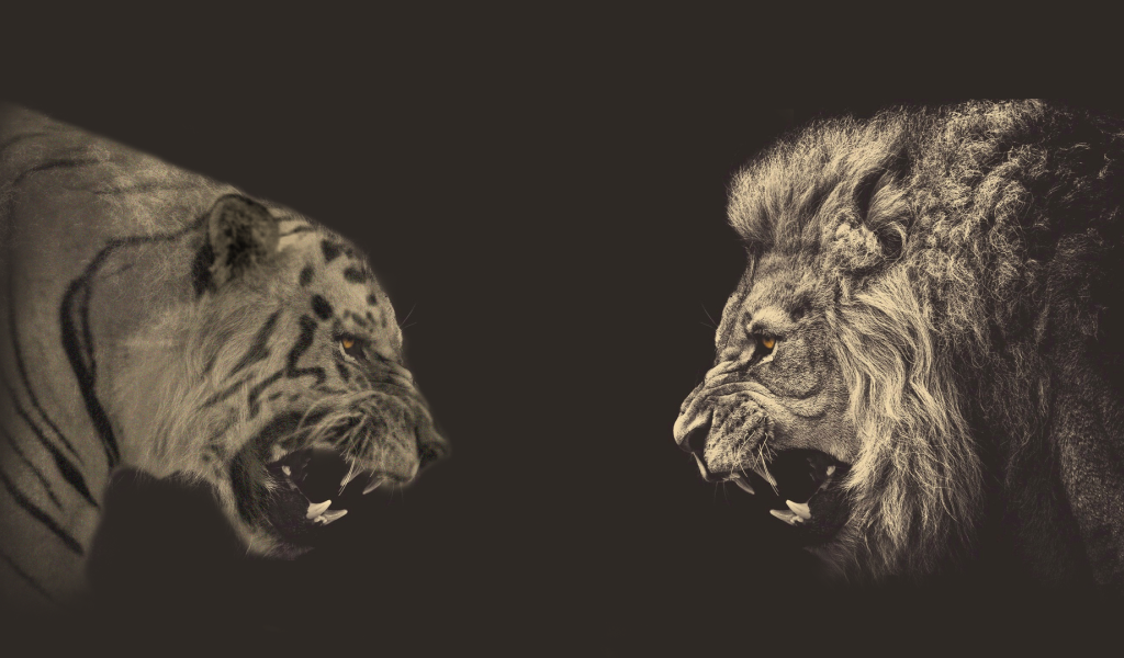 Встреча льва и тигра, серый фон