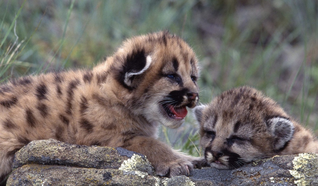 Новорожденные котята леопарда