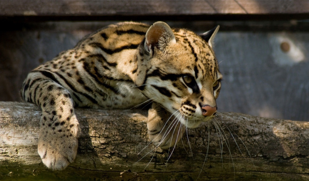 Оцелот повис на деревянной перекладине