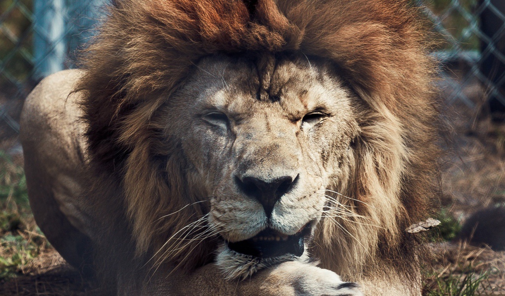 Старый лев в зоопарке