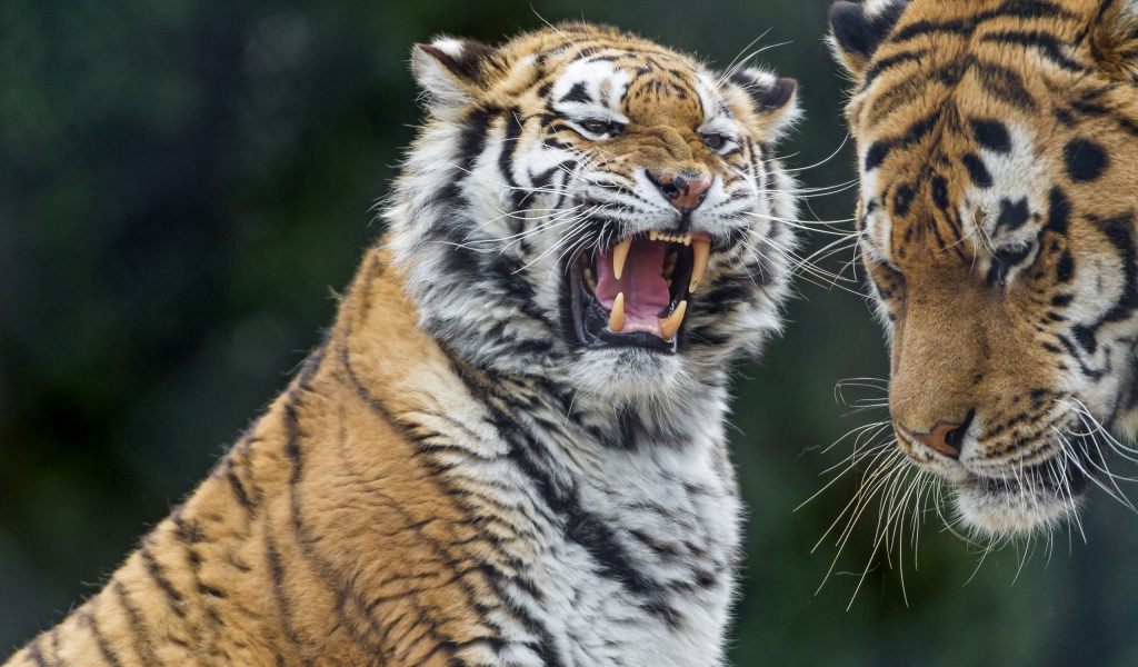 Один тигр оскалился на другого