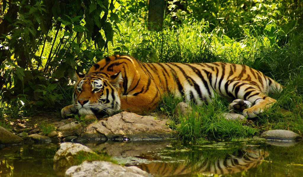 Умиротворенный тигр у воды