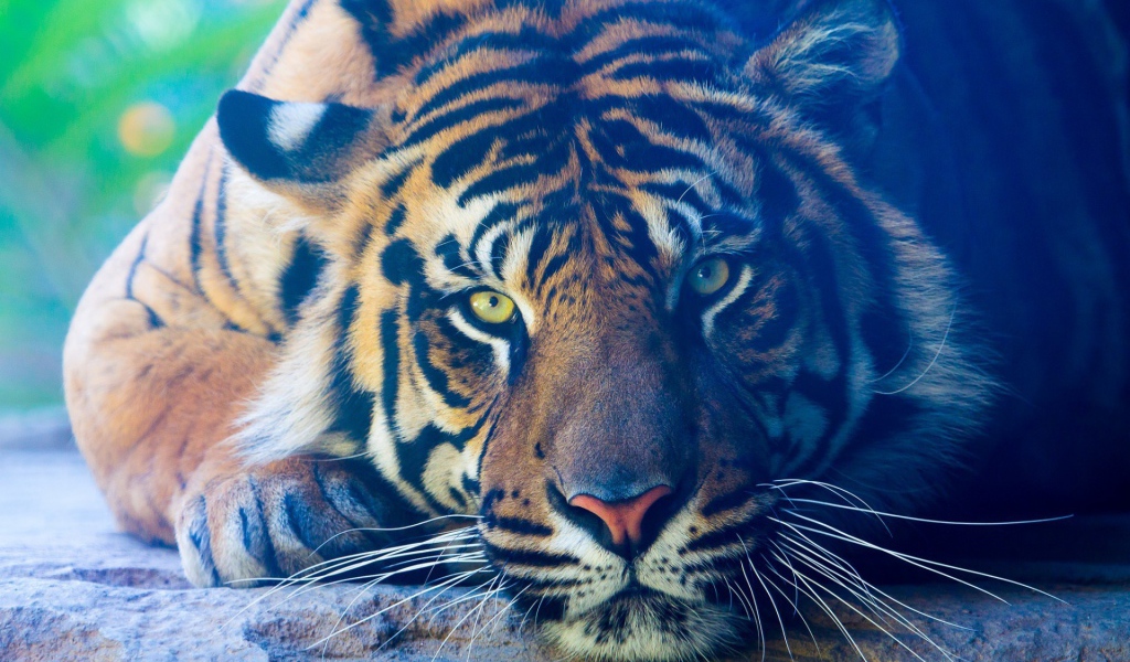 Задумчивый тигр лежит на камне