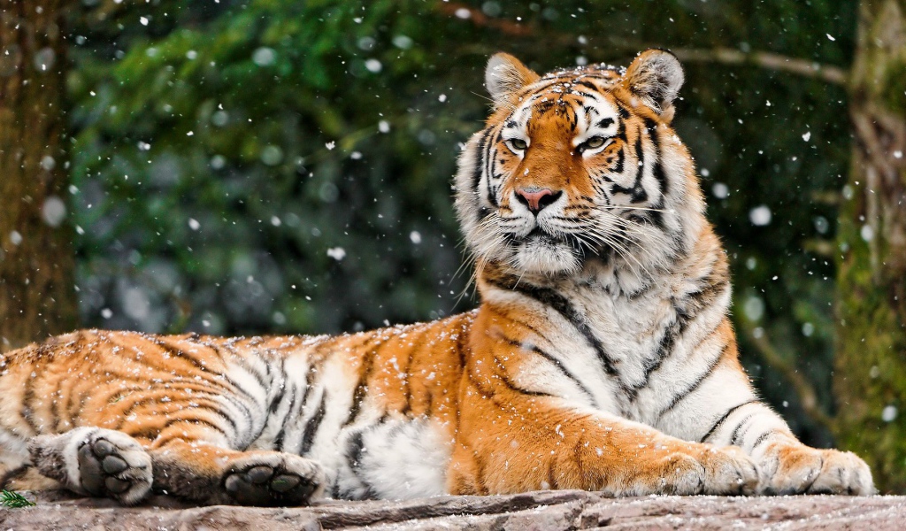 Гордая сибирская тигрица