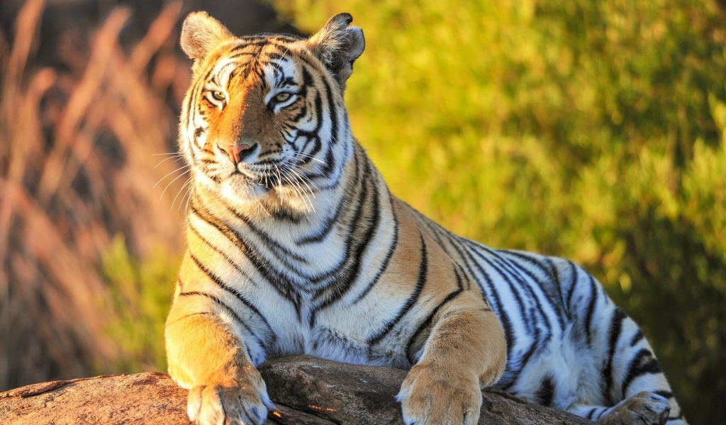 Гордый тигр лежит на камне на фоне зелени