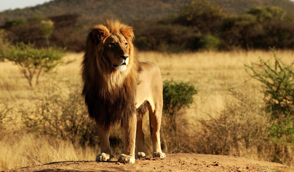 Гордый хозяин саванны, лев