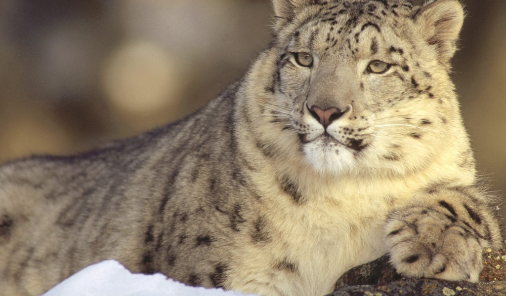 Гордый снежный барс