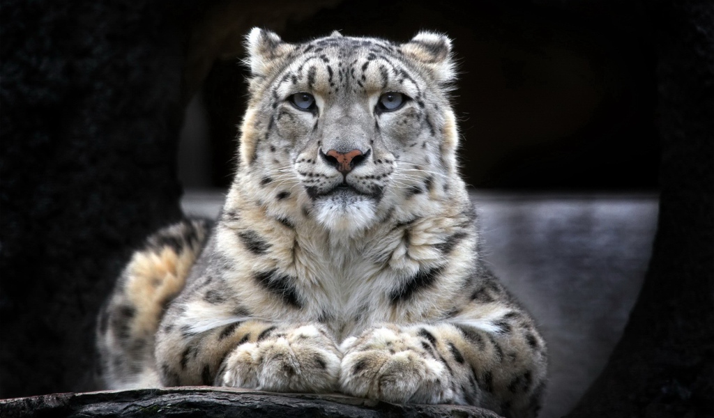 Гордый снежный барс лежит