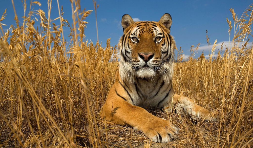 Гордый тигр в сухой траве