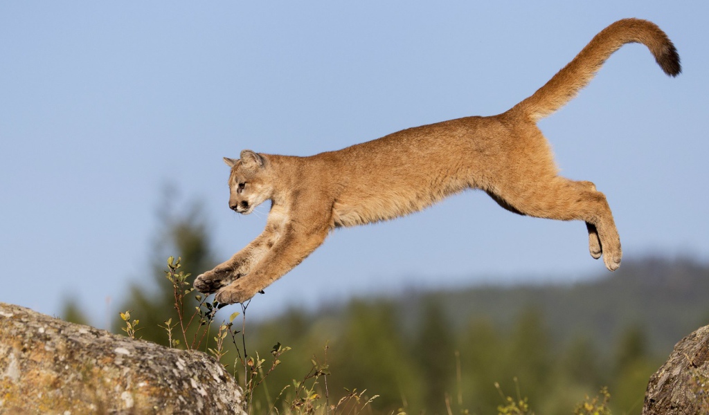 Пума в прыжке