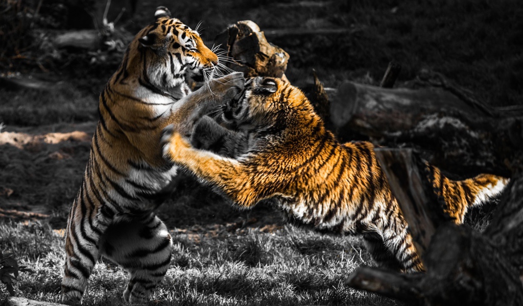 Схватка старого и молодого тигров