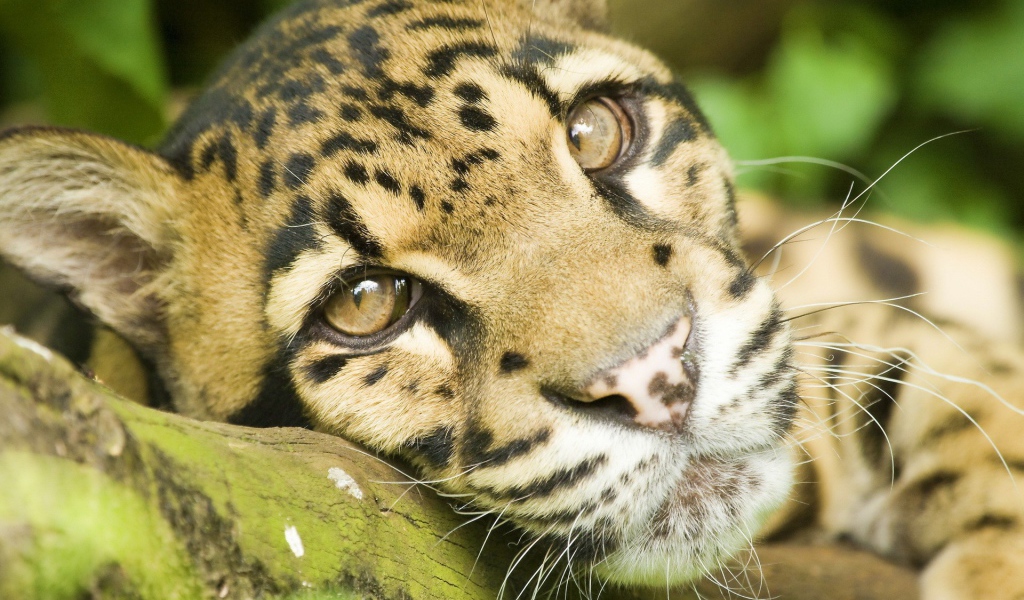 Грустные глаза леопарда