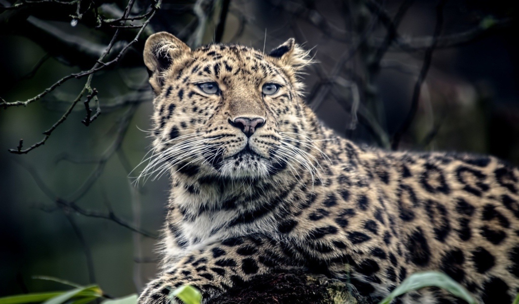 Грустный пятнистый леопард