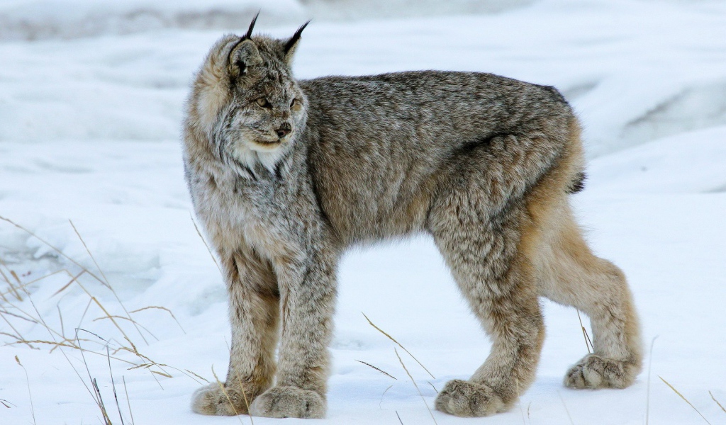 Мохнатая канадская рысь