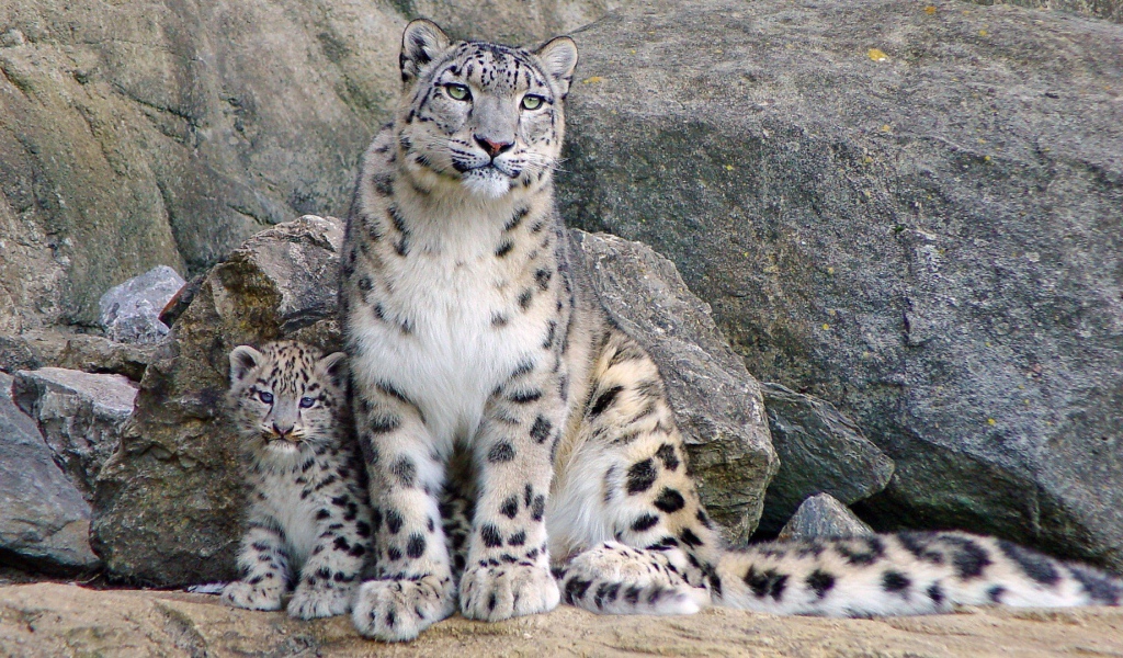 Снежный барс с котенком