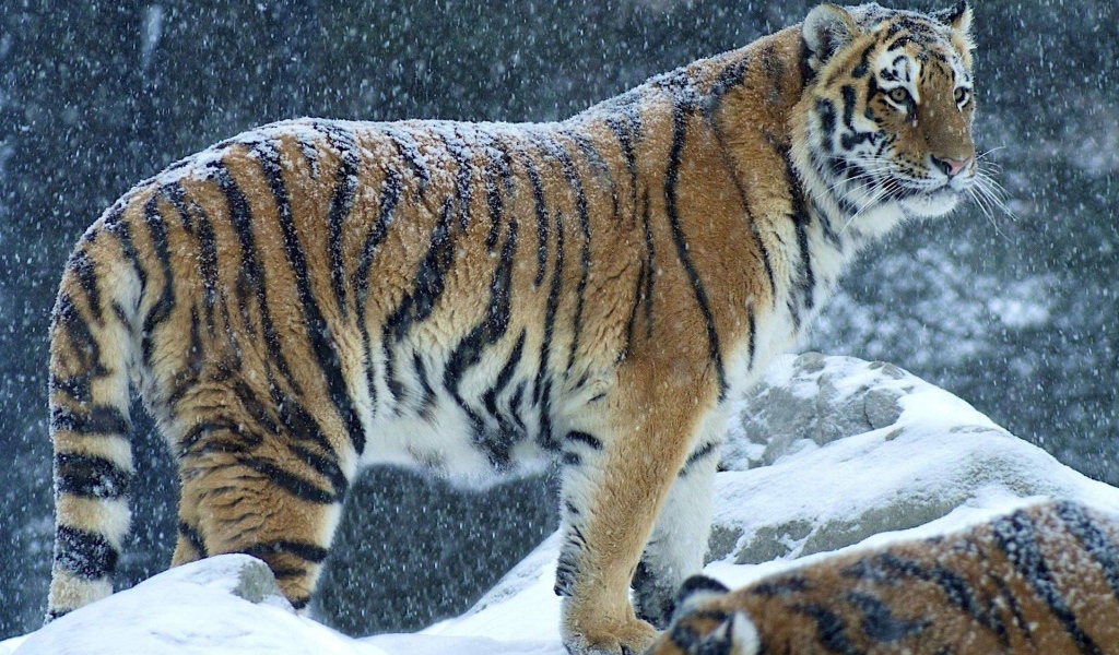 Снег на спине тигра