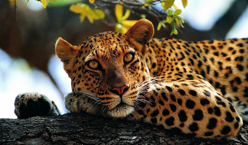 Пятнистый ягуар лежит на дереве