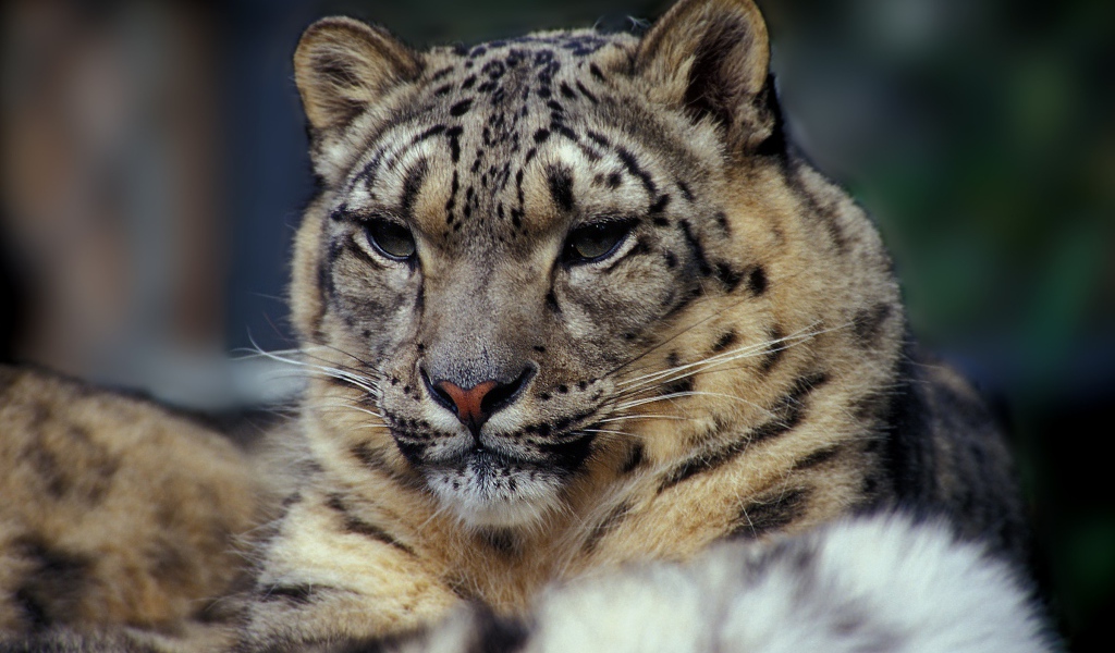 Суровый взгляд дикой кошки