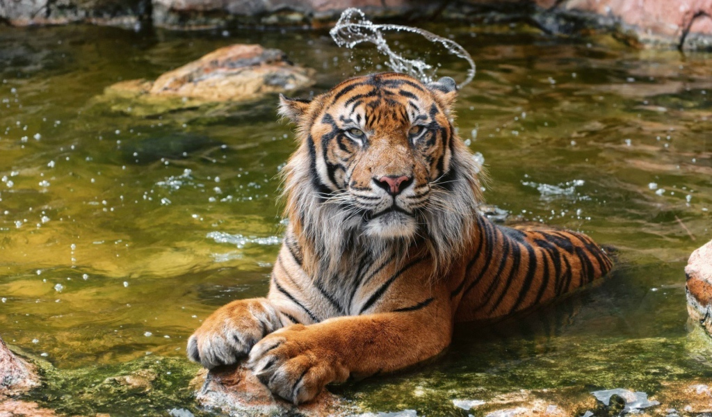 Суматранский тигр в воде