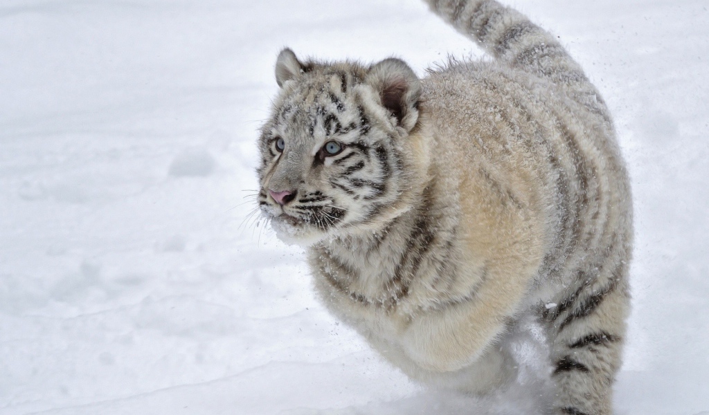 Голубоглазый тигренок бежит по снегу