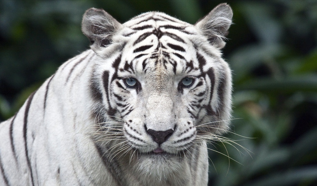 Голубоглазый белый тигр на фоне зеленых зарослей