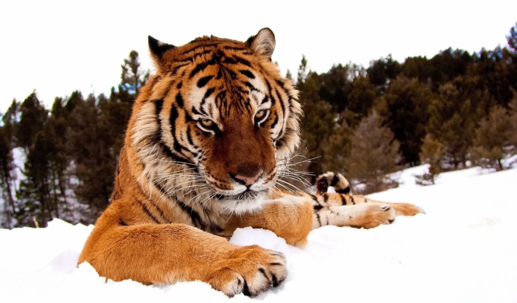 Добродушный тигр лежит на снегу