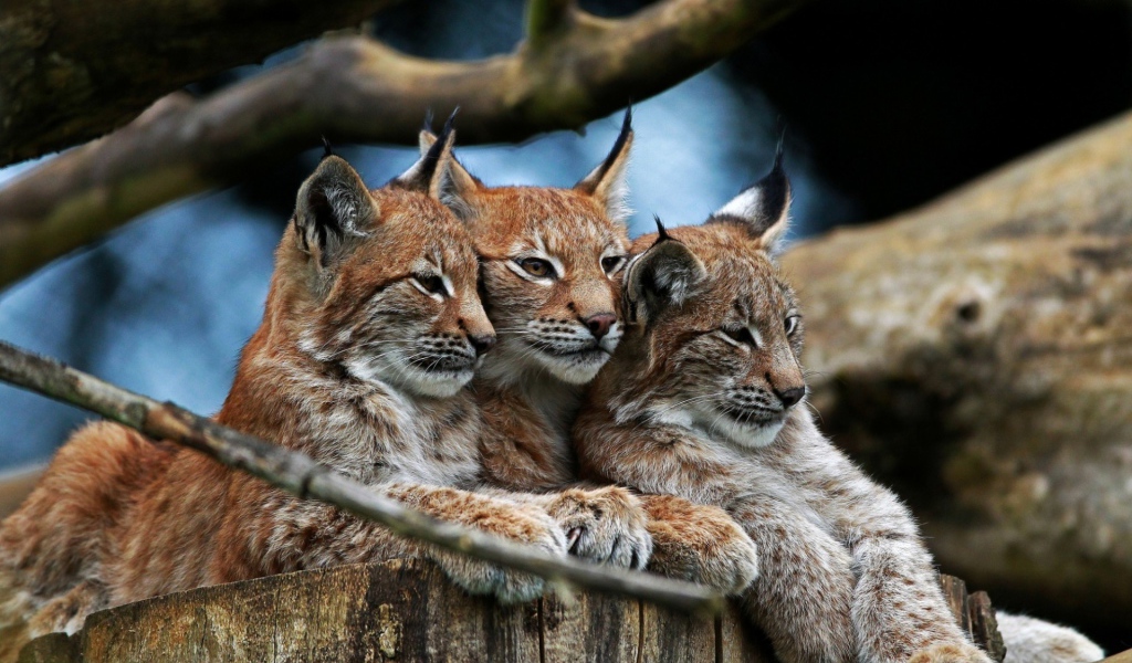 Три рыси под веткой