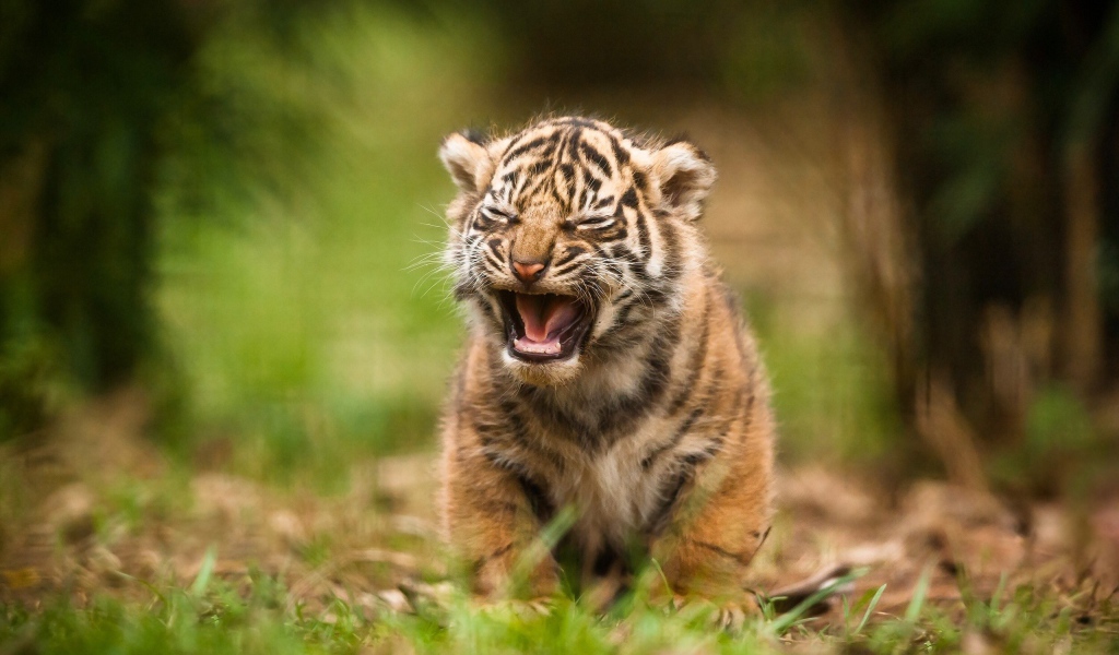 Детеныш тигра зовет родителей