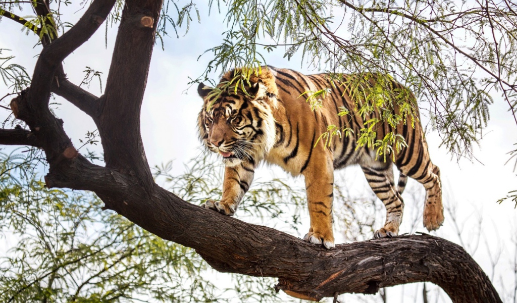 Тигр идет по стволу дерева