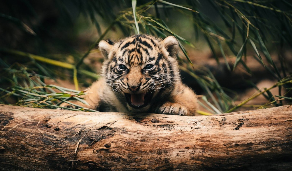 Тигренок прячется за деревом