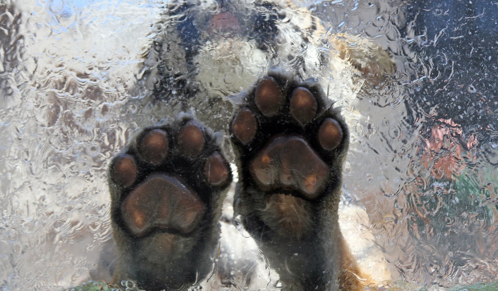 Тигр на льду