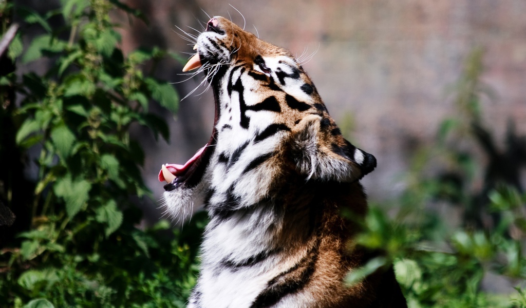 Тигр широко разинул пасть