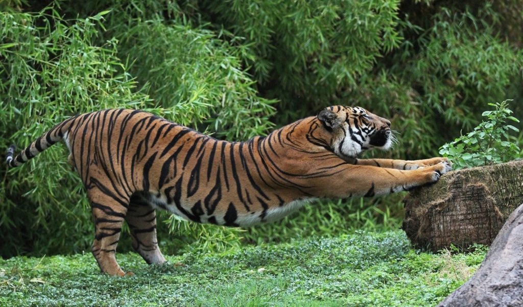 Тигр точит когти