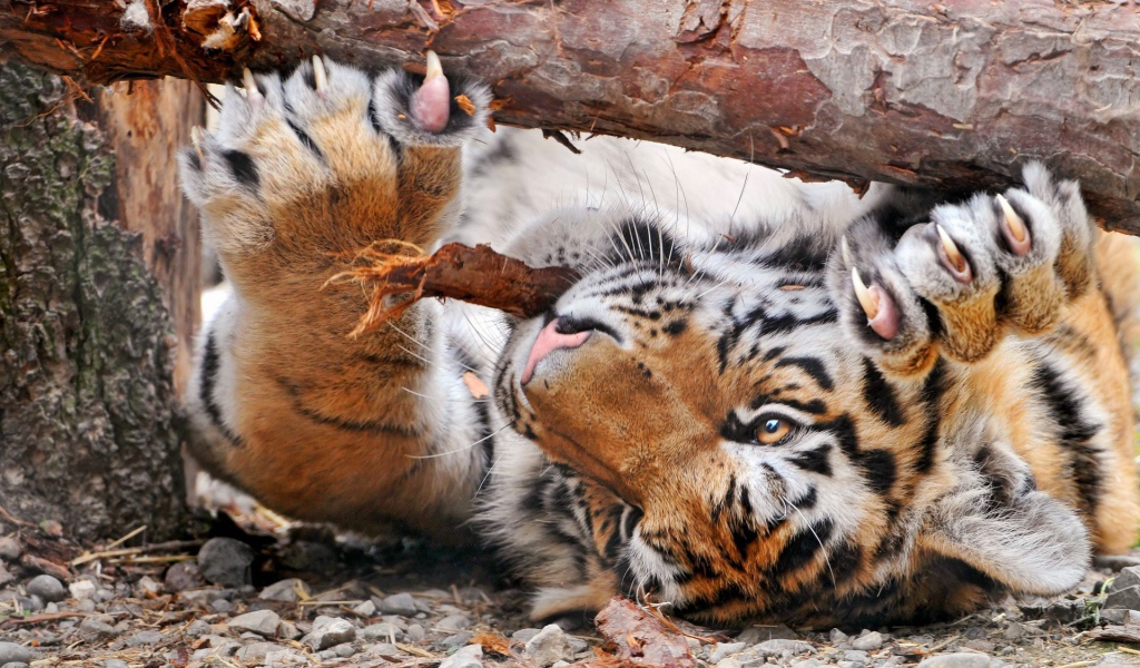 Тигр точит когти лежа на спине